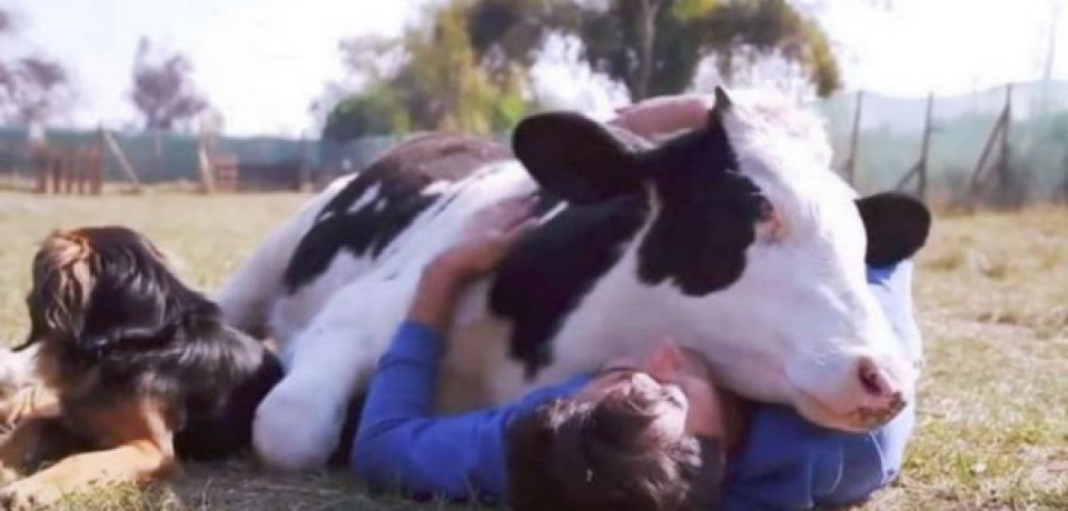 Коровьи объятия: новейшая терапевтическая тенденция в США